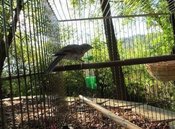 raising a baby songbird