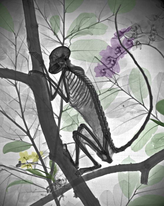 x-ray animal