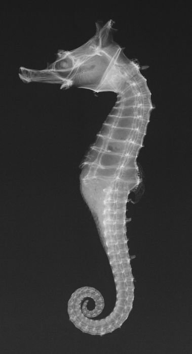 x-ray animal