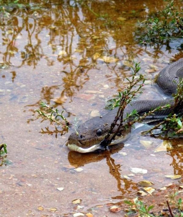 giant python swallows a crocodile