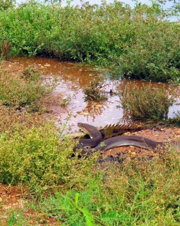 giant python swallows a crocodile