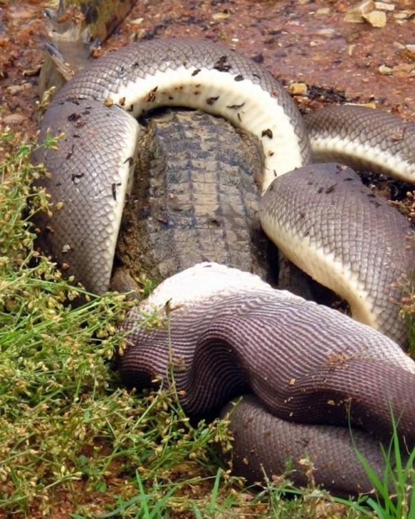 giant python swallows a crocodile