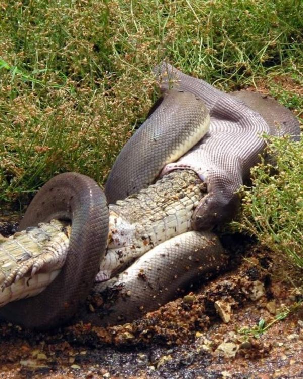 giant python swallows a crocodile