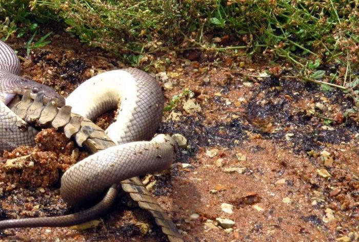 giant python swallows a crocodile