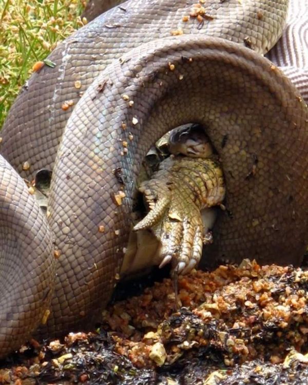 giant python swallows a crocodile