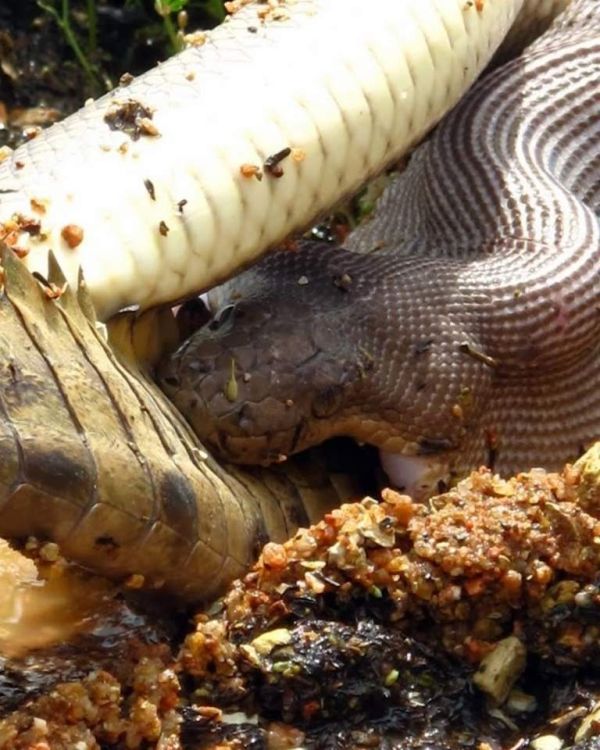 giant python swallows a crocodile