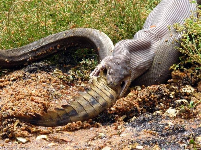 giant python swallows a crocodile