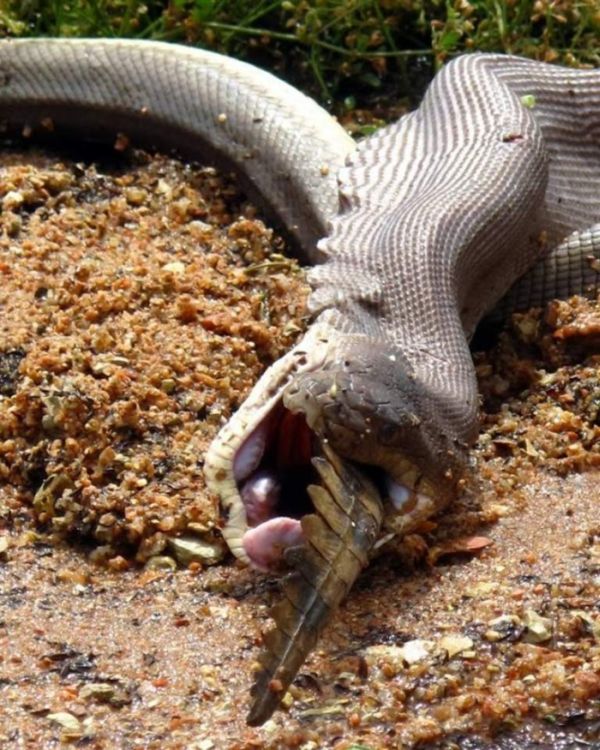 giant python swallows a crocodile