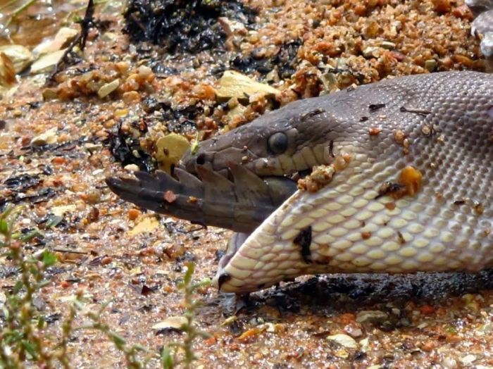 giant python swallows a crocodile