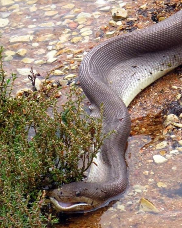 giant python swallows a crocodile