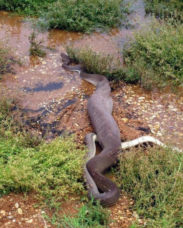 giant python swallows a crocodile