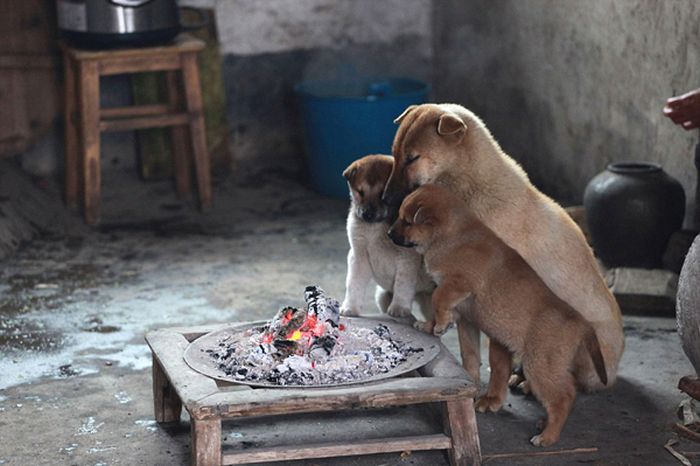 puppies trying to stay warm