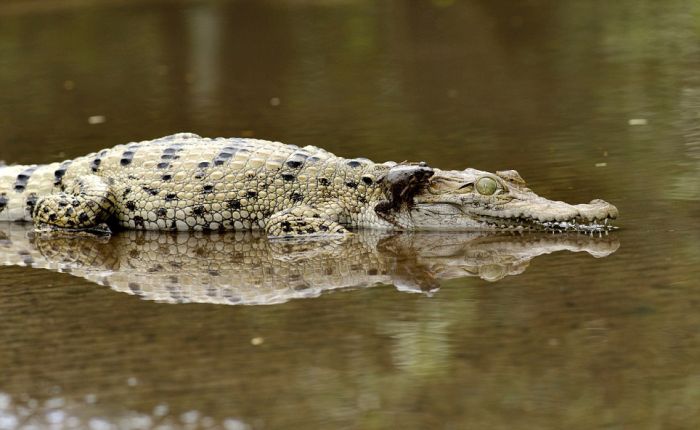 frog and crocodile friends