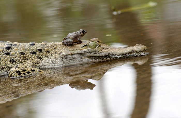 frog and crocodile friends