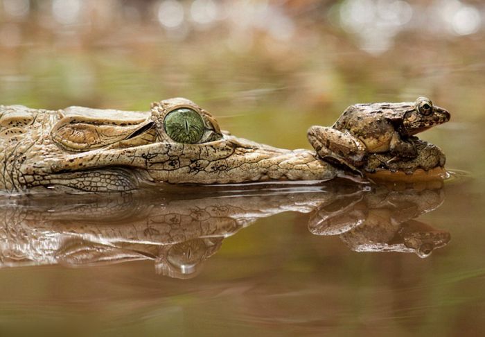 frog and crocodile friends