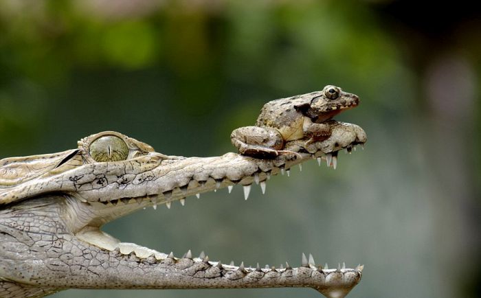 frog and crocodile friends