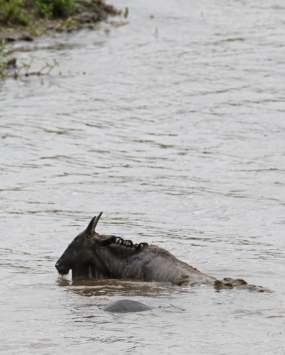 hippopotamus saves wildebeest from crocodile