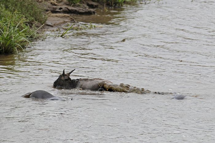 hippopotamus saves wildebeest from crocodile