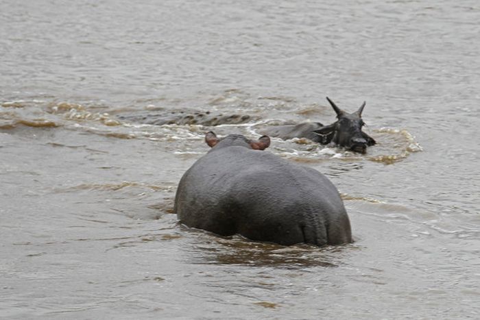 hippopotamus saves wildebeest from crocodile