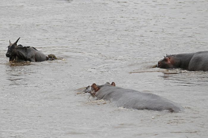 hippopotamus saves wildebeest from crocodile