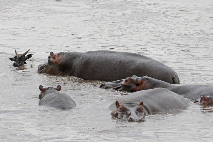 hippopotamus saves wildebeest from crocodile