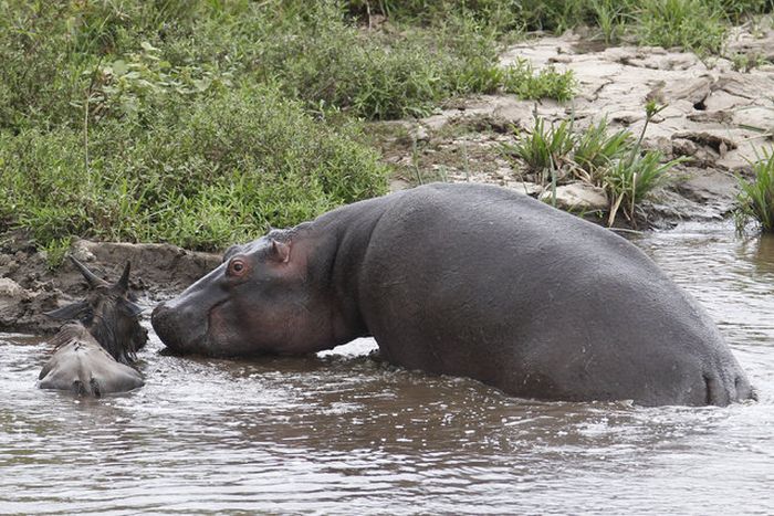 hippopotamus saves wildebeest from crocodile