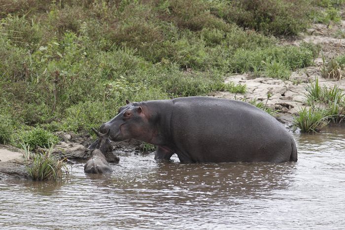 hippopotamus saves wildebeest from crocodile
