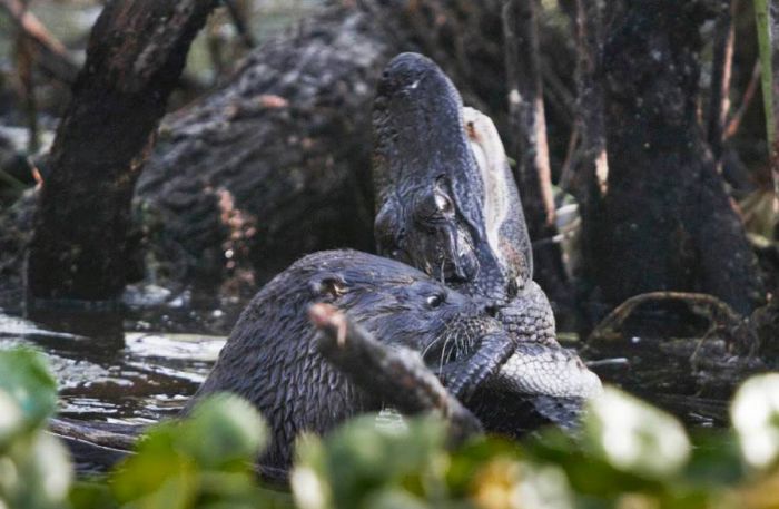 otter kills an alligator