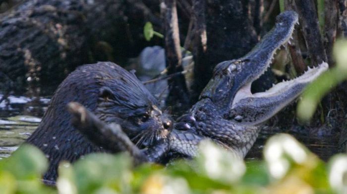 otter kills an alligator