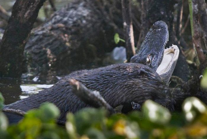 otter kills an alligator