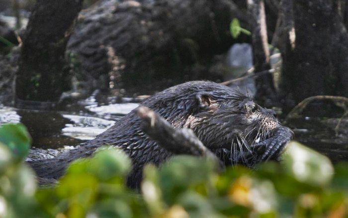 otter kills an alligator