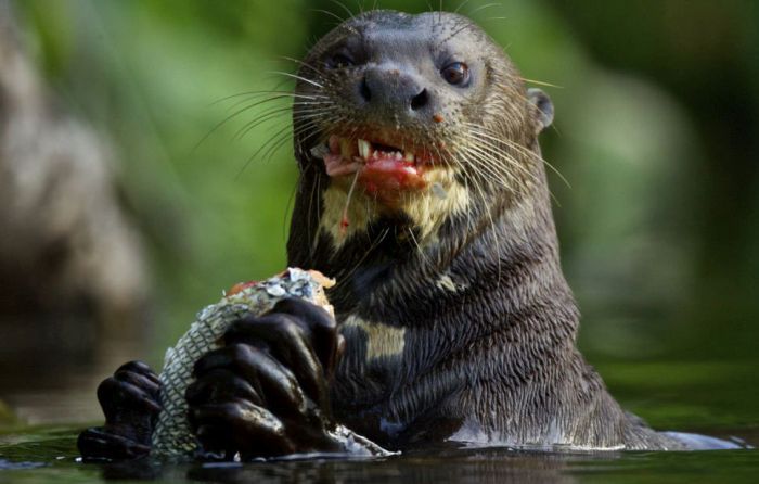 otter kills an alligator