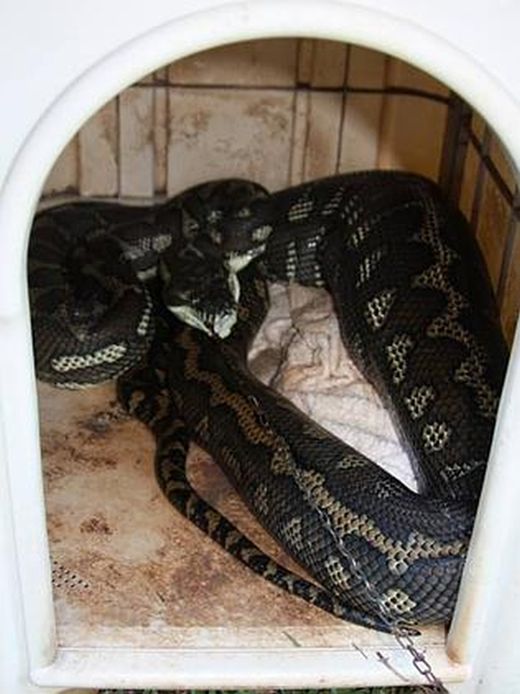 giant python swallows a pet dog