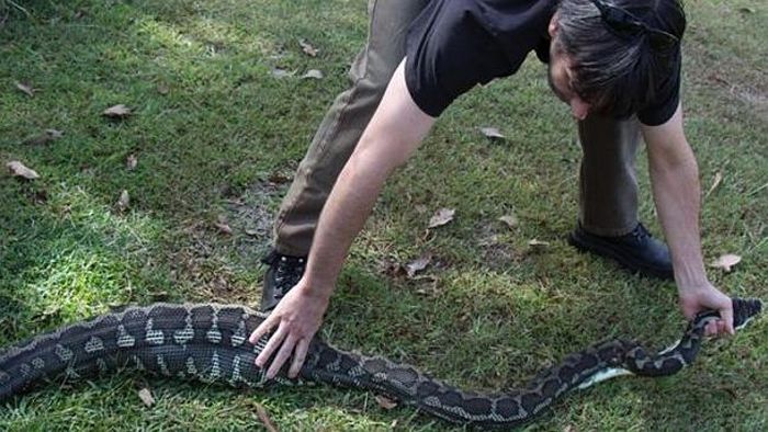 giant python swallows a pet dog
