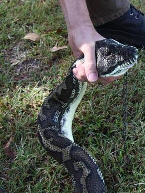 giant python swallows a pet dog