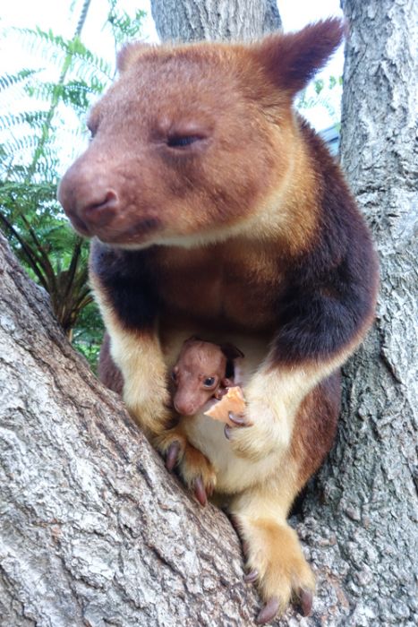 Baby tree kangaroo Joey, Taronga Zoo, Sydney, New South Wales, Australia