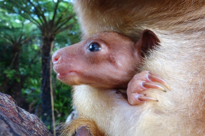 Baby tree kangaroo Joey, Taronga Zoo, Sydney, New South Wales, Australia