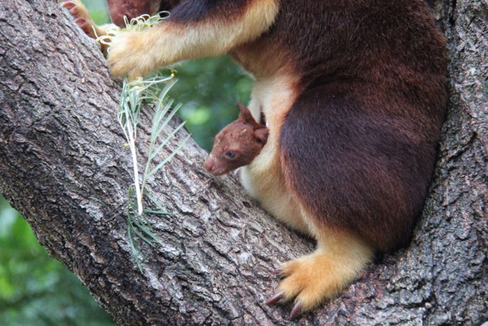 Baby tree kangaroo Joey, Taronga Zoo, Sydney, New South Wales, Australia