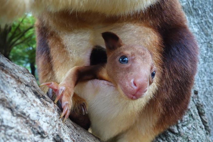 Baby tree kangaroo Joey, Taronga Zoo, Sydney, New South Wales, Australia