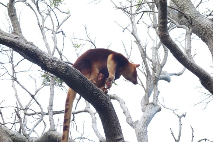 Baby tree kangaroo Joey, Taronga Zoo, Sydney, New South Wales, Australia