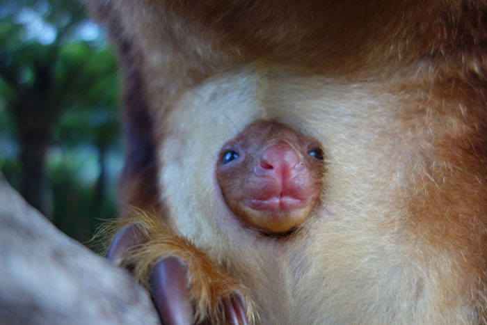 Baby tree kangaroo Joey, Taronga Zoo, Sydney, New South Wales, Australia