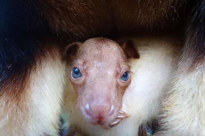 Baby tree kangaroo Joey, Taronga Zoo, Sydney, New South Wales, Australia