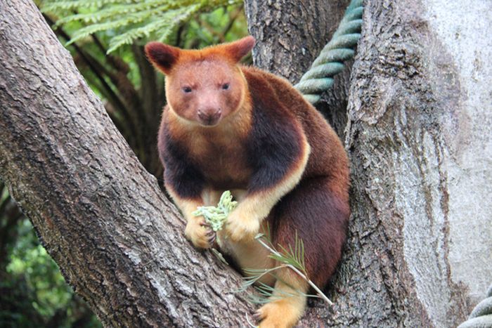 Baby tree kangaroo Joey, Taronga Zoo, Sydney, New South Wales, Australia