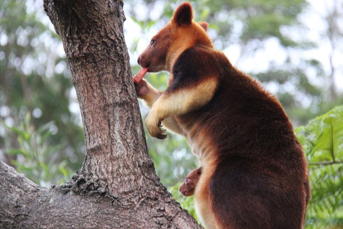 Baby tree kangaroo Joey, Taronga Zoo, Sydney, New South Wales, Australia