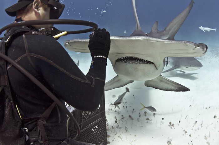 diver feeding great hammerhead shark