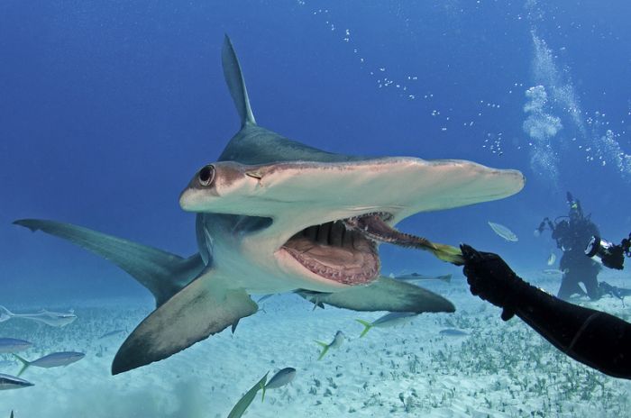 diver feeding great hammerhead shark