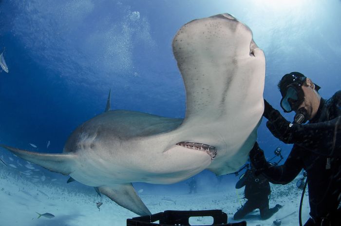 diver feeding great hammerhead shark