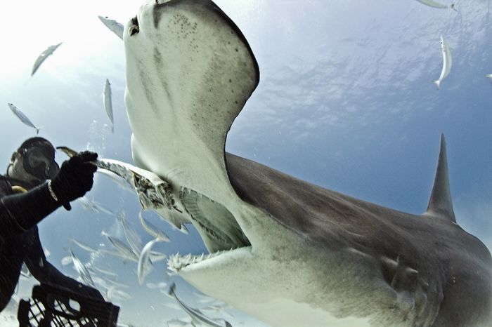 diver feeding great hammerhead shark