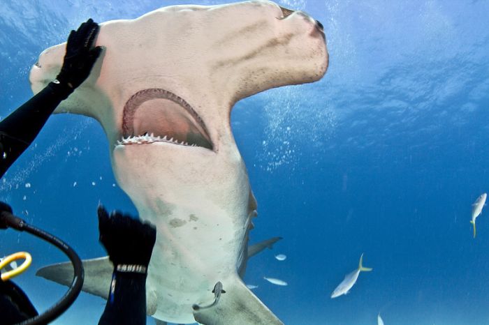 diver feeding great hammerhead shark