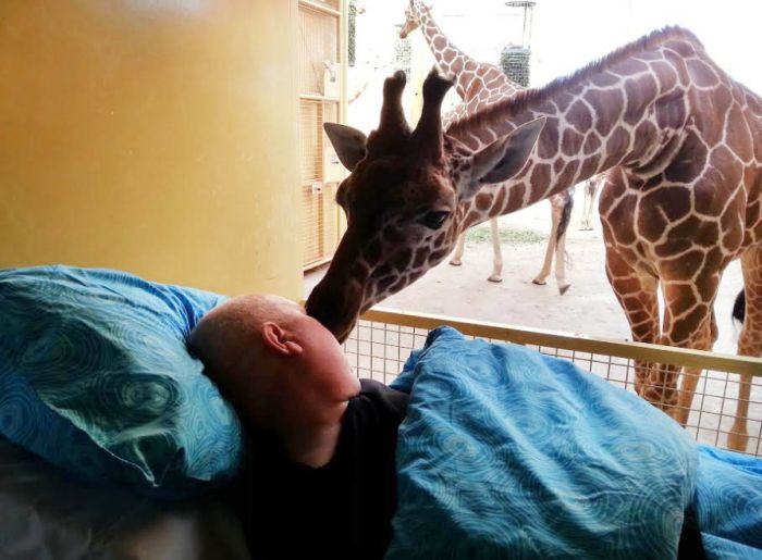 giraffe kisses zookeeper dying of cancer